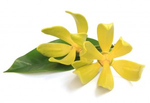 ylangylang02